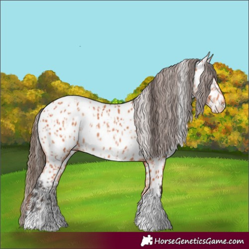 Horse Color:Bay Appaloosa  and Bay Appaloosa Rabicano 