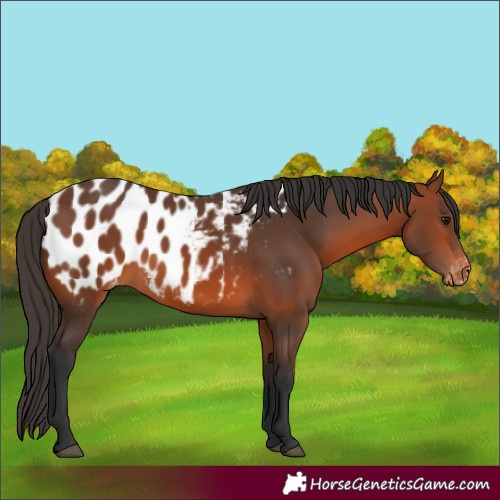 Horse Color:Bay Appaloosa