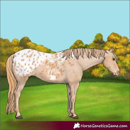 Horse Color:Chestnut Appaloosa 