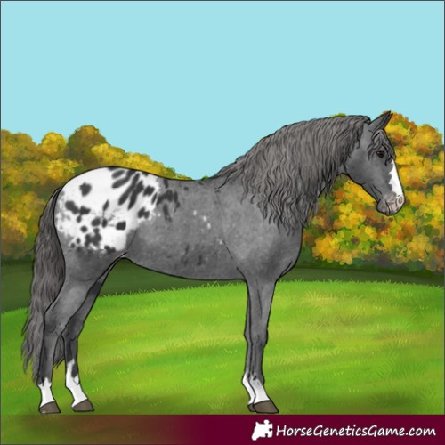 Horse Color:Black Blanket 