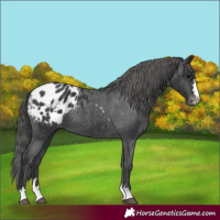 Horse Color:Black Appaloosa