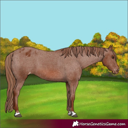 Horse Color:Chestnut Appaloosa 