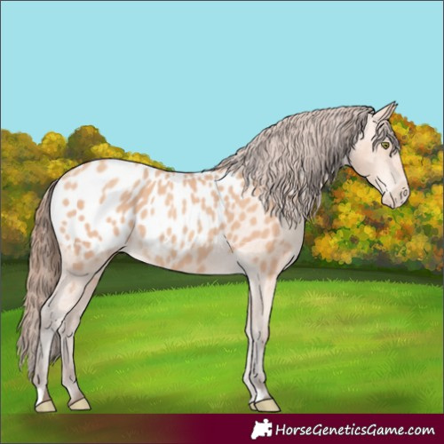 Horse Color:Amber Champagne Near Leopard