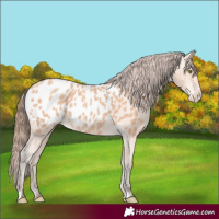 Horse Color:Amber Champagne Appaloosa 