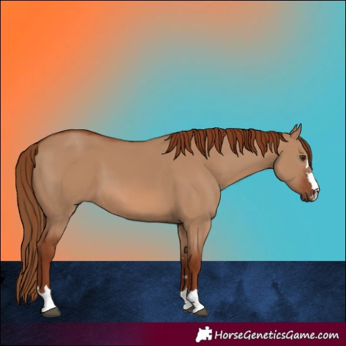 Horse Color:Red Dun 
