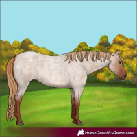 Horse Color:Red Dun Roan 