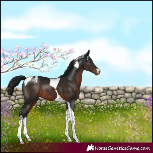 Horse Color:Gray White Spotted Brown Tobiano Appaloosa 