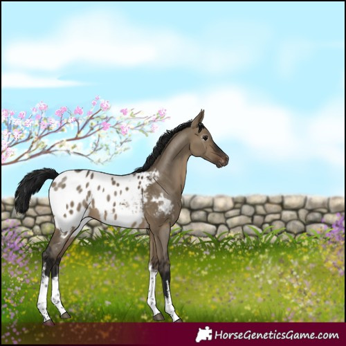 Horse Color:Gray White Spotted Brown Dun Tobiano Appaloosa 