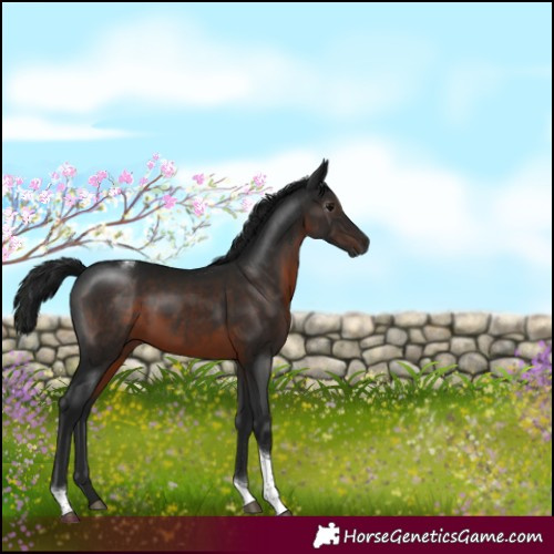 Horse Color:Gray White Spotted Brown Tobiano 