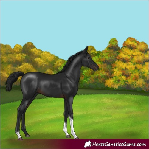 Horse Color:Gray White Spotted Brown Tobiano 