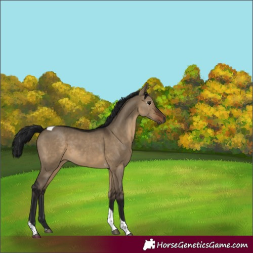 Horse Color:Gray White Spotted Brown Dun Tobiano 