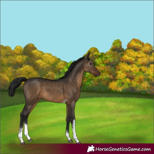 Horse Color:Gray White Spotted Brown Dun Tobiano 
