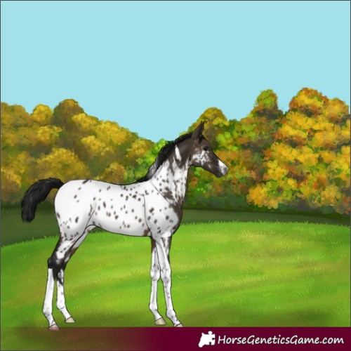 Horse Color:Gray White Spotted Brown Dun Tobiano Near Leopard 