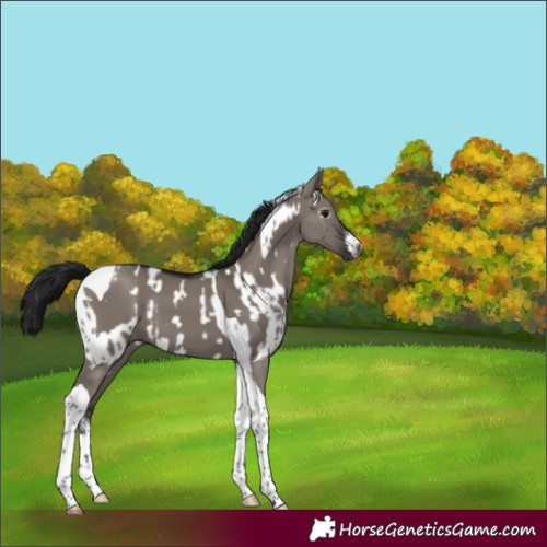 Horse Color:Gray White Spotted Grullo Tobiano Appaloosa  and Gray White Spotted Grullo Tobiano 