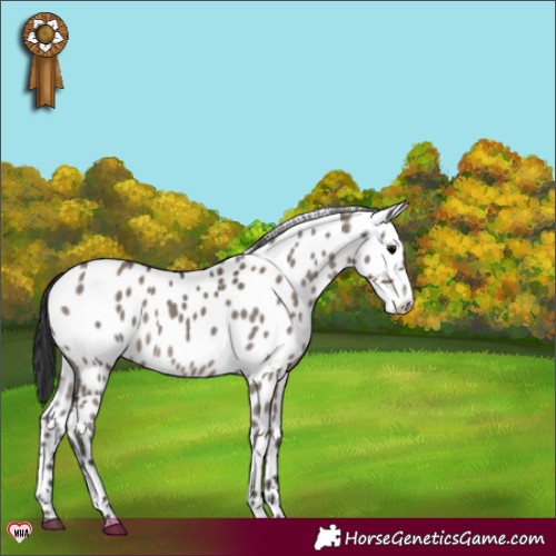 Horse Color:Grullo Sabino Leopard 