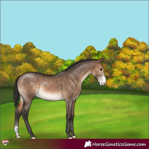 Horse Color:Brown Dun Sabino 