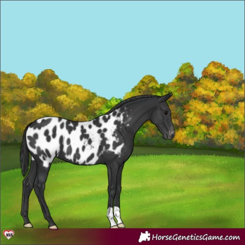 Horse Color:Black Appaloosa 