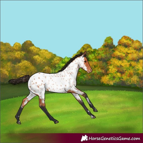 Horse Color:Bay Appaloosa 