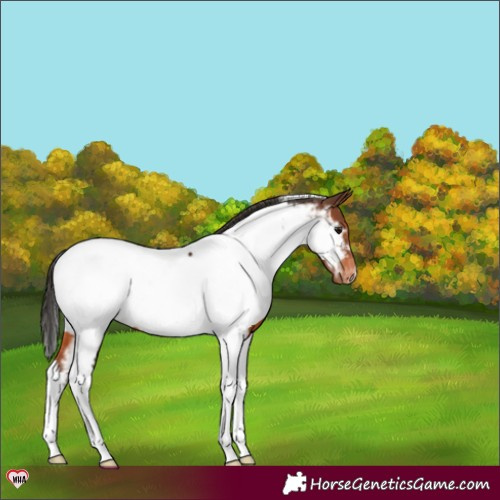 Horse Color:Brown Tobiano Appaloosa 