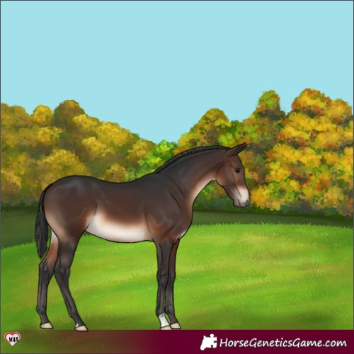 Horse Color:Brown 
