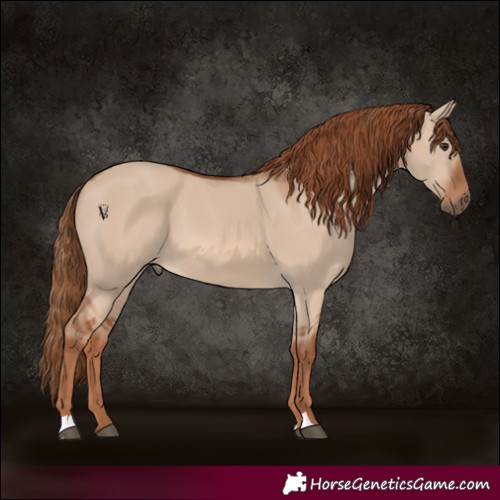Horse Color:Red Dun 