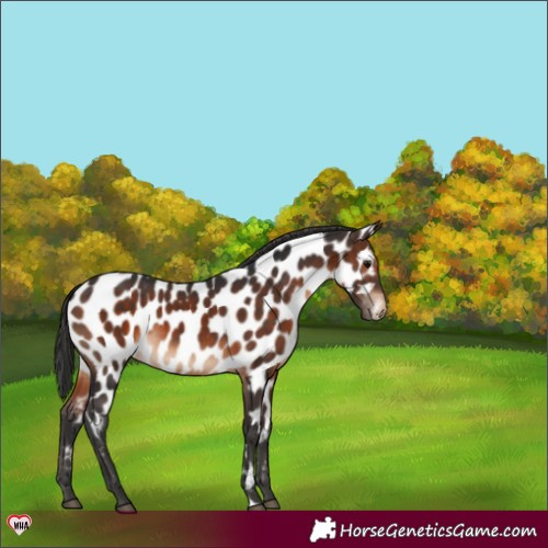 Horse Color:Brown Appaloosa 