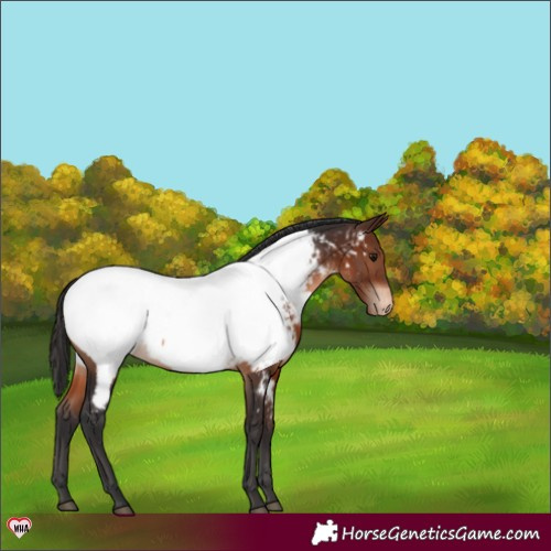 Horse Color:Brown Appaloosa 