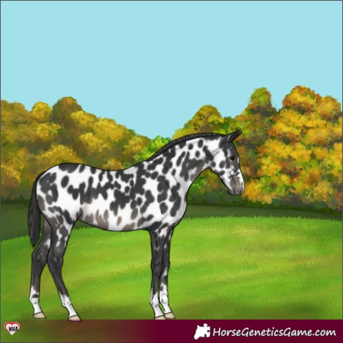 Horse Color:Black Appaloosa 