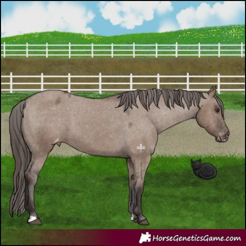 Horse Color:Liver Red Dun Appaloosa 