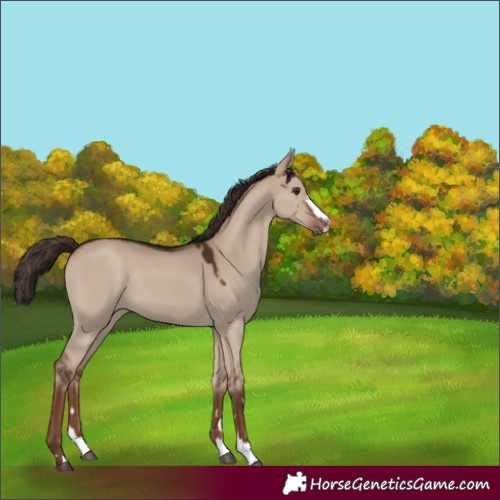 Horse Color:Liver Red Dun 