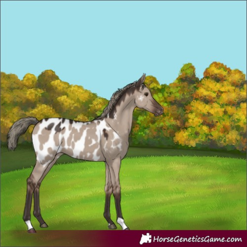 Horse Color:Liver Red Dun Mushroom Appaloosa