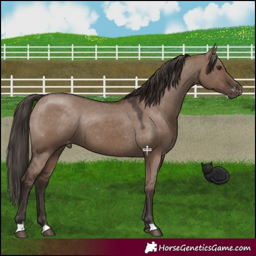 Horse Color:Liver Red Dun Appaloosa 