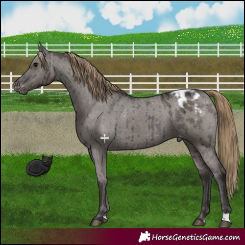 Horse Color:Smoky Grullo Mushroom Appaloosa Brindle 
