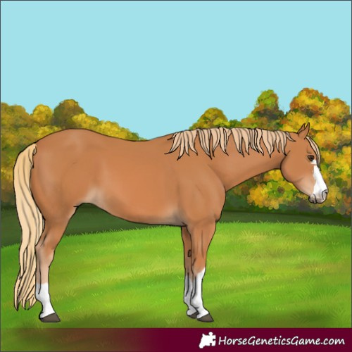Horse Color:Chestnut 