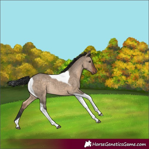 Horse Color:Brown Dun Tobiano Rabicano