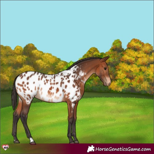 Horse Color:Bay Appaloosa 