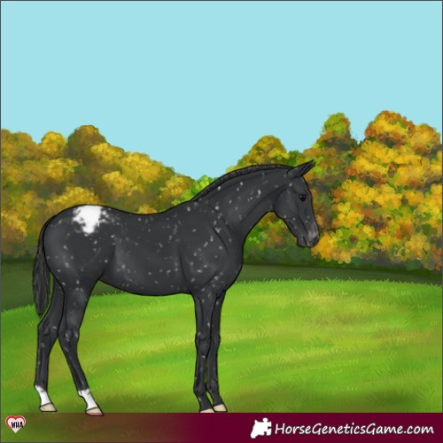 Horse Color:Black Appaloosa 