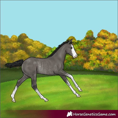 Horse Color:White Spotted Grullo Rabicano