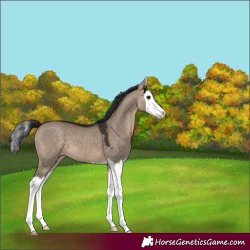 Horse Color:Brown Dun Splash 