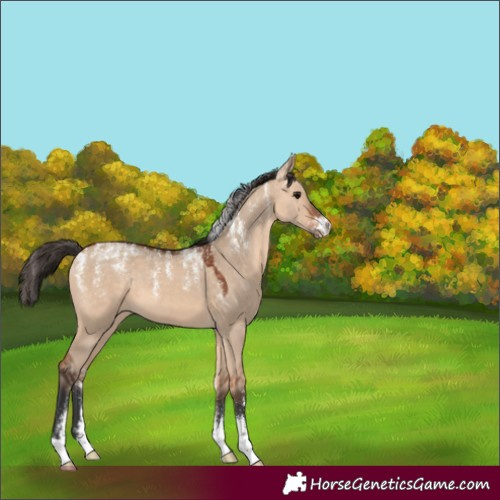 Horse Color:Powder White Bay Dun 