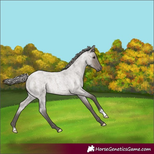 Horse Color:Silver Grullo Roan Rabicano 