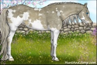 Horse Color:White Spotted Chocolate Palomino Splash Frame