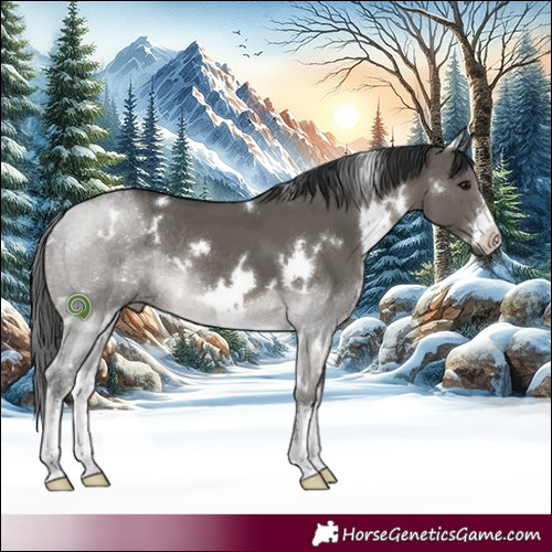 Horse Color:White Spotted Grullo Rabicano 