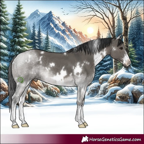Horse Color:White Spotted Grullo Rabicano 