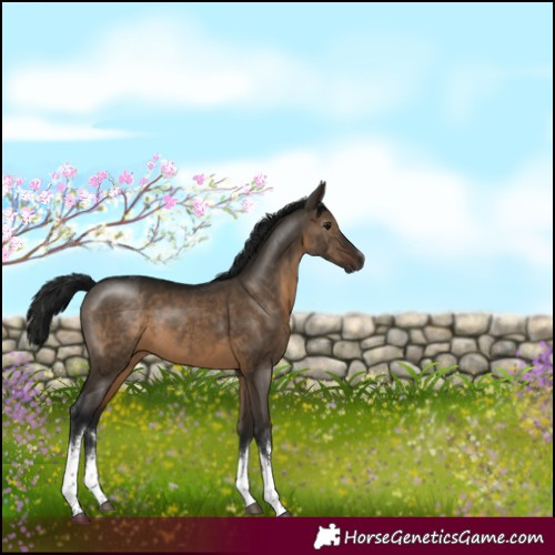 Horse Color:Gray White Spotted Brown Dun Tobiano 