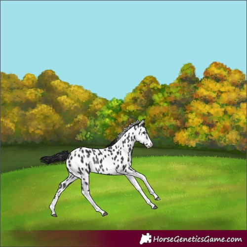 Horse Color:White Spotted Black Tobiano Appaloosa Rabicano 