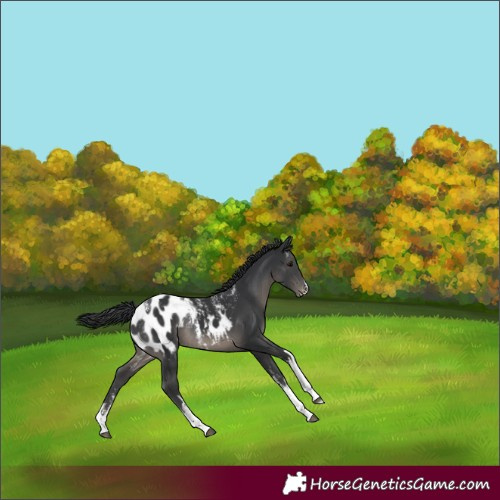 Horse Color:Powder White White Spotted Black Appaloosa Rabicano 