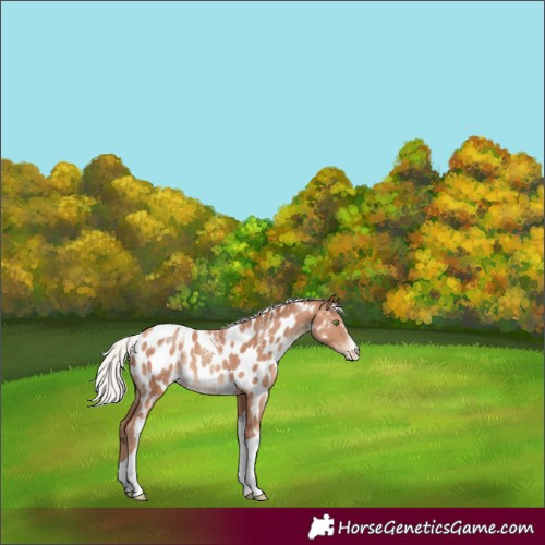 Horse Color:Powder White Silver Sable Champagne Tobiano Near Leopard Rabicano 