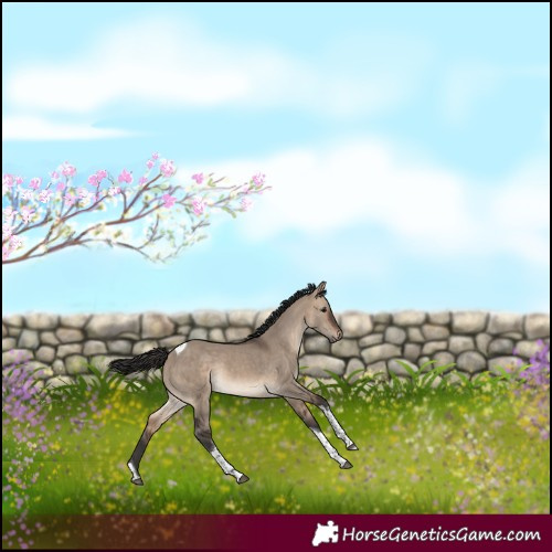 Horse Color:Brown Dun Tobiano Rabicano 