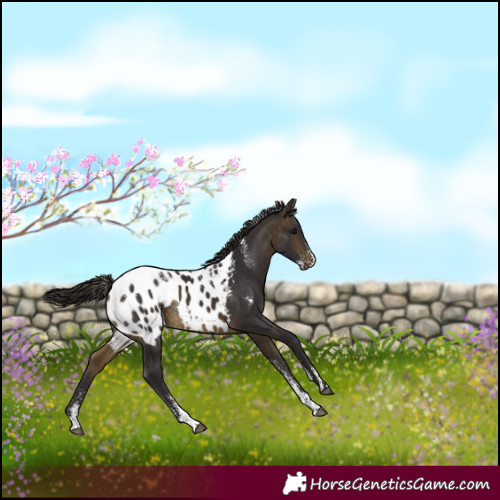 Horse Color:Powder White Buckskin Appaloosa Rabicano 